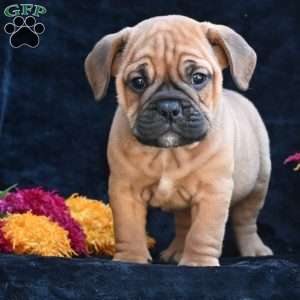 Bruno, Miniature Bulldog Puppy